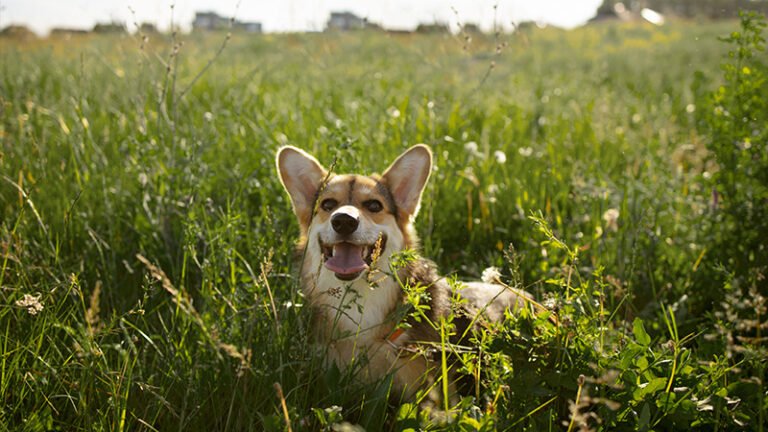 Actividades pet friendly en el Hotel Cruz de la Victoria